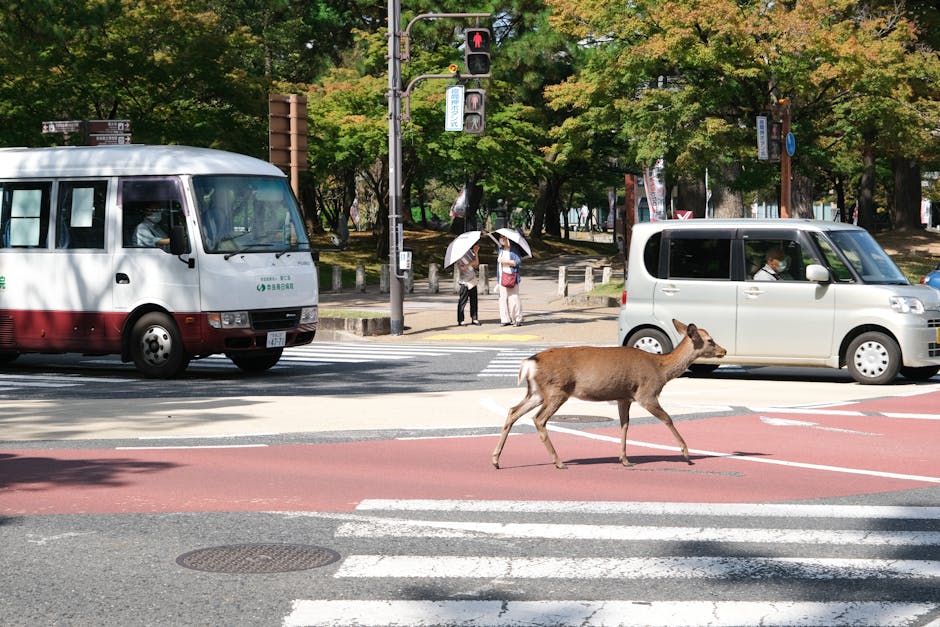 A deer crossing at a pedestrian crosswalk in Nara, Japan with vehicles waiting.