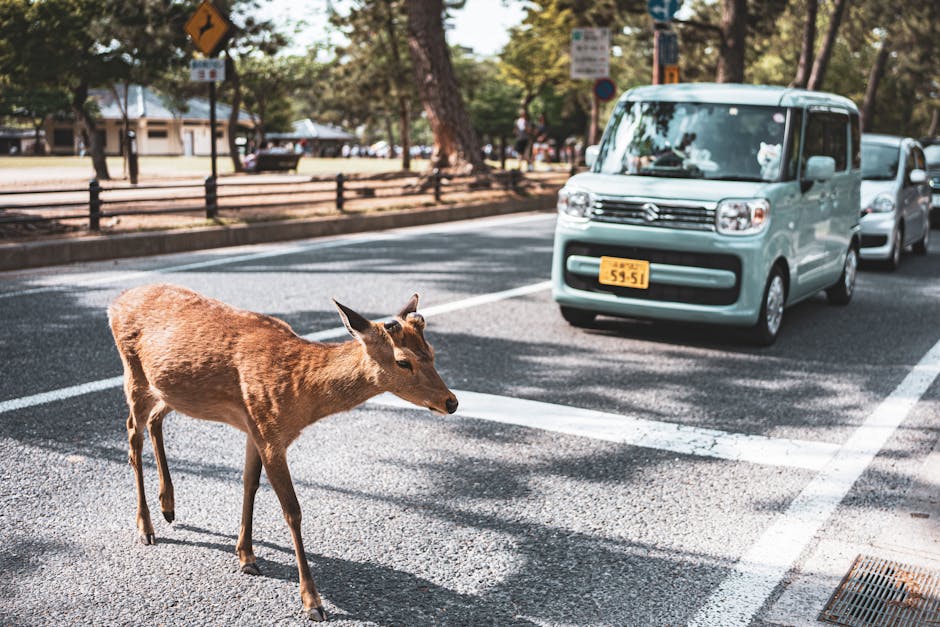 A deer crossing a busy street in Kyoto, Japan, with cars nearby.