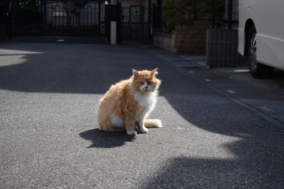 A stray orange cat sits alone on a suburban street on a sunny spring day.