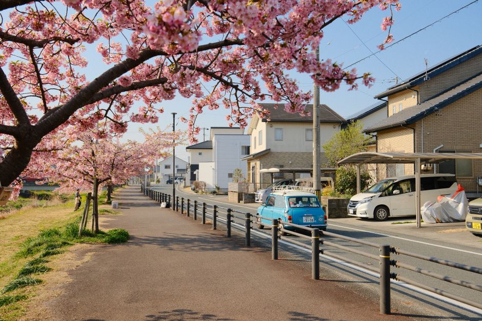 Scenic view of cherry blossoms lining a residential street in Toyokawa, Japan.