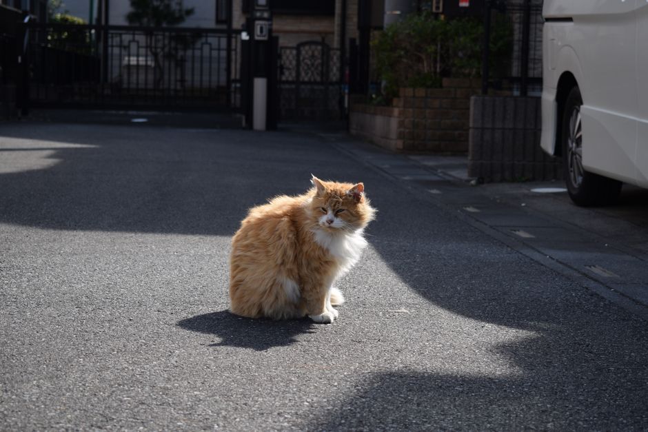 Orange stray cat sitting in a suburban street under sunlight, showcasing a peaceful outdoor setting in spring.